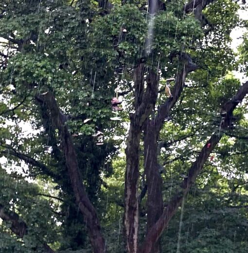 Shoe Tree Armstrong Park (Sycamore)