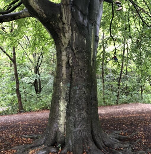 slipper Beech Richardson Dees Park Wallsend