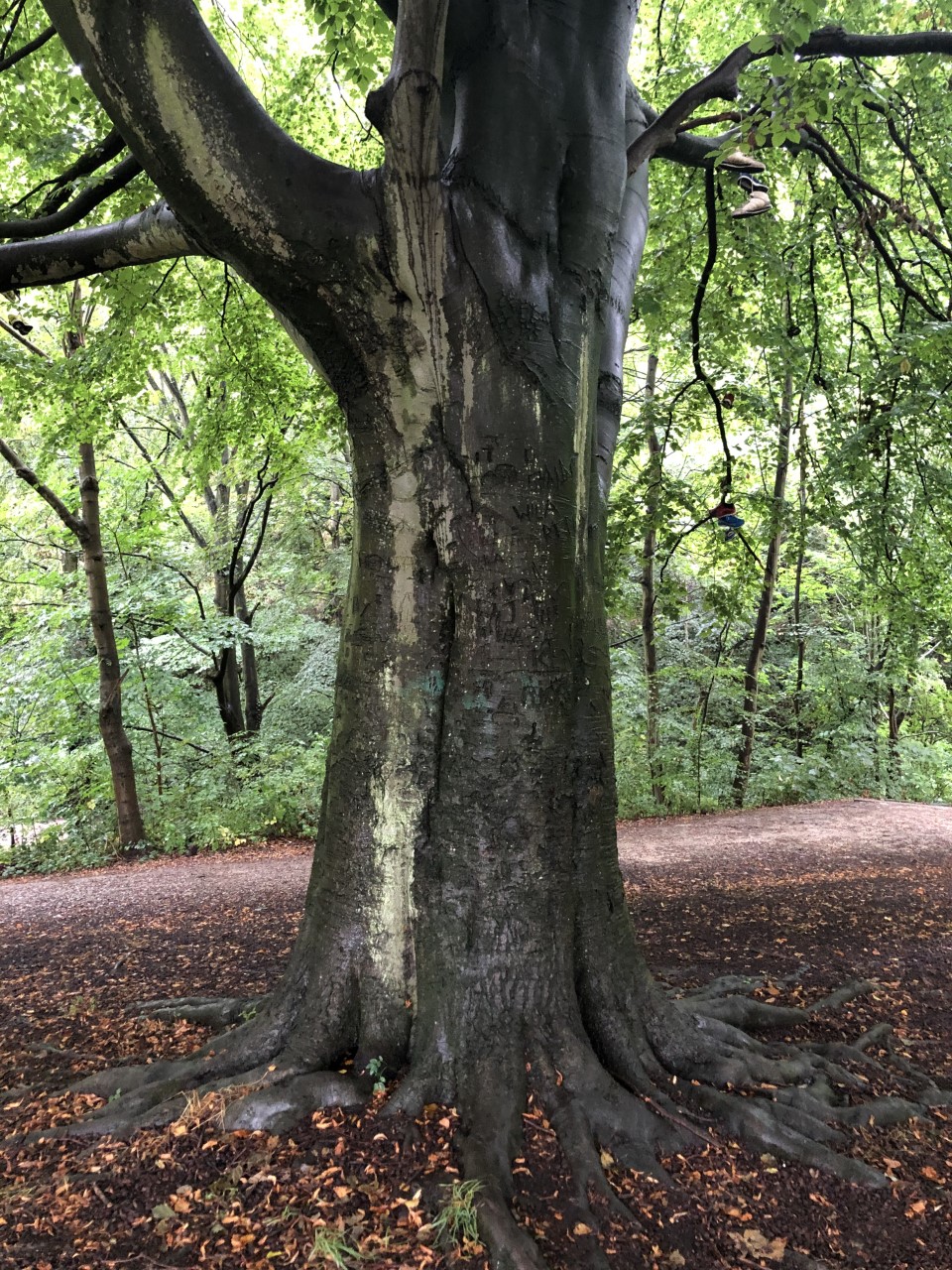 slipper Beech Richardson Dees Park Wallsend