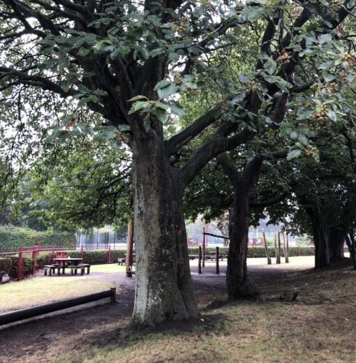 Ancient Swedish whitebeam Richardson Dees Park Wallsend