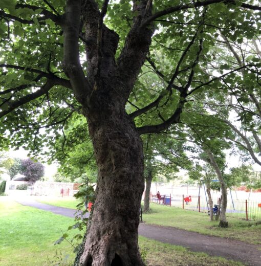 Sycamore Killingworth