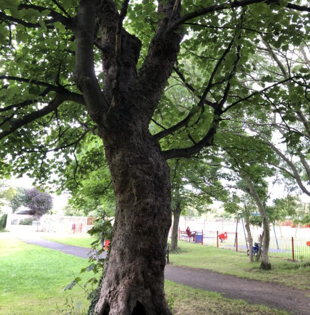 Sycamore Killingworth