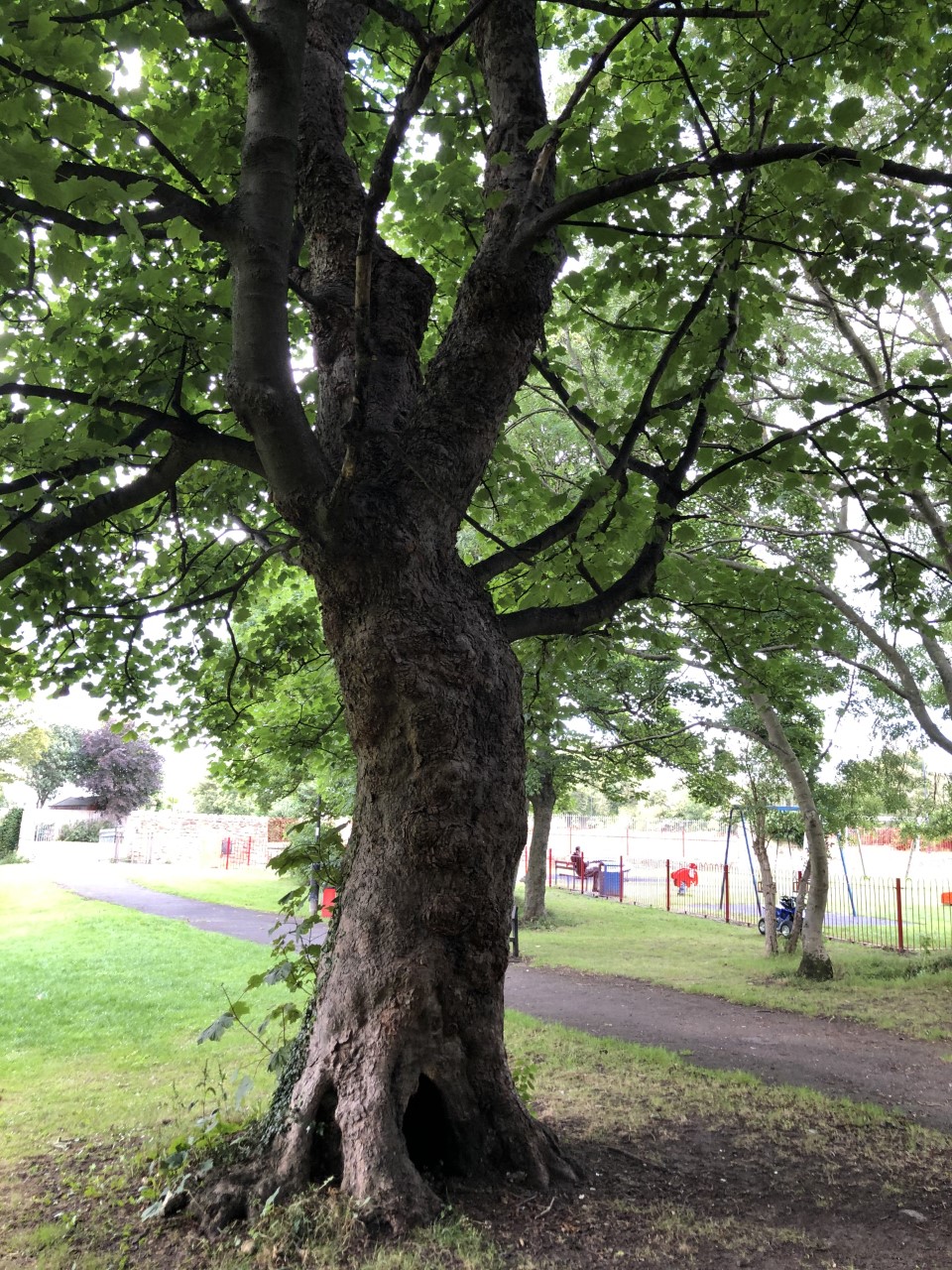 Sycamore Killingworth