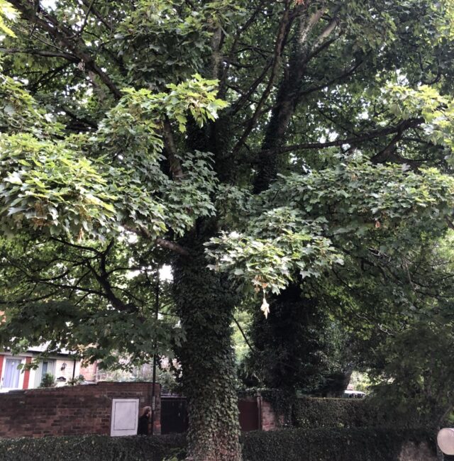 Sycamore St John the evangelist Killingworth