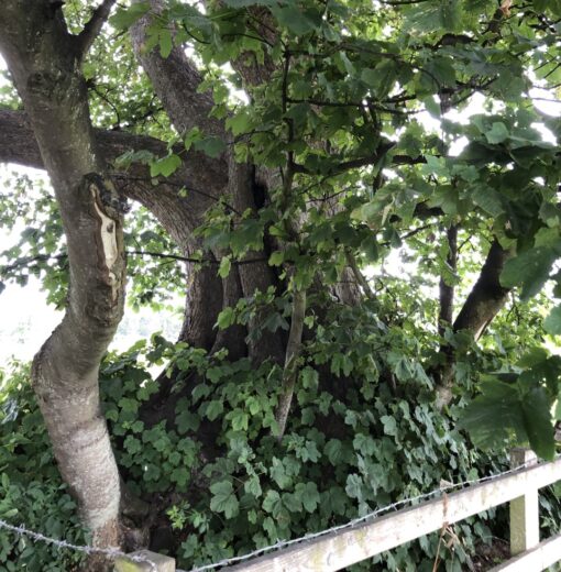 Ancient Sycamore Stannington