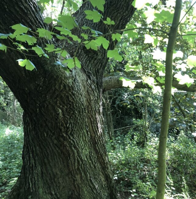 Woolsington Oak Abbotswood (Nine Oaks)