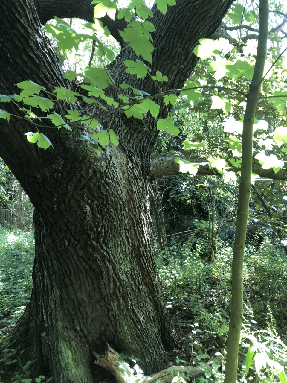 Woolsington Oak Abbotswood (Nine Oaks)