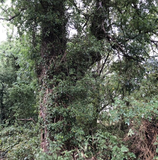 Ash Hadrian Footpath Newburn