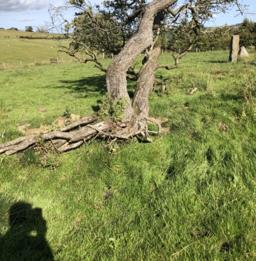 Hawthorn N Pennines (Stone circle Bardon Mill)