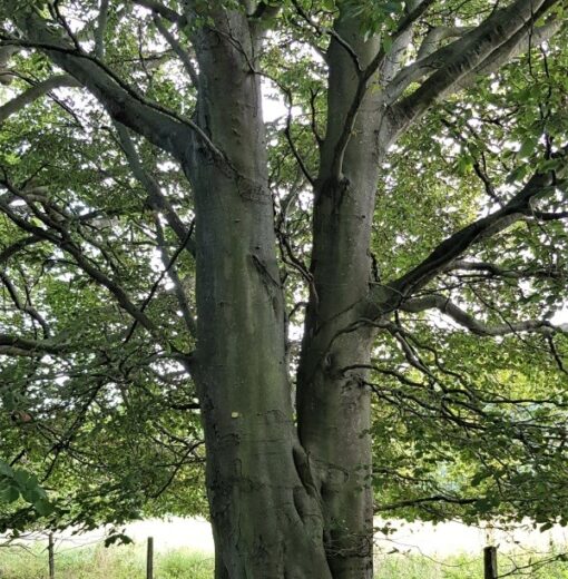 Woolsington Beech (Woolsington Wild)