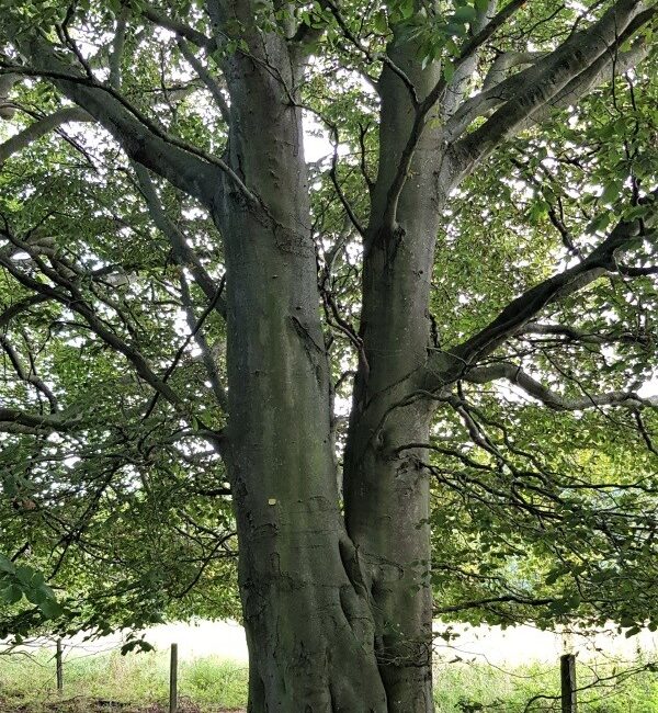 Woolsington Beech (Woolsington Wild)