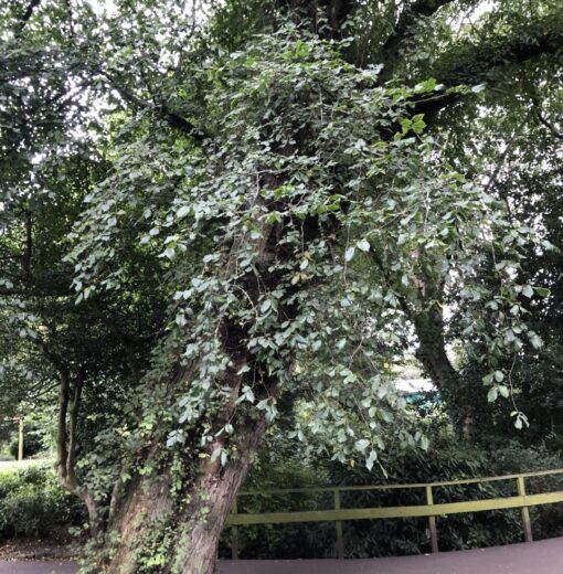 Wych Elm Northumberland Park North Shields