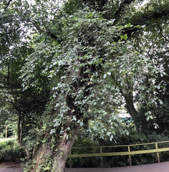 Wych Elm Northumberland Park North Shields