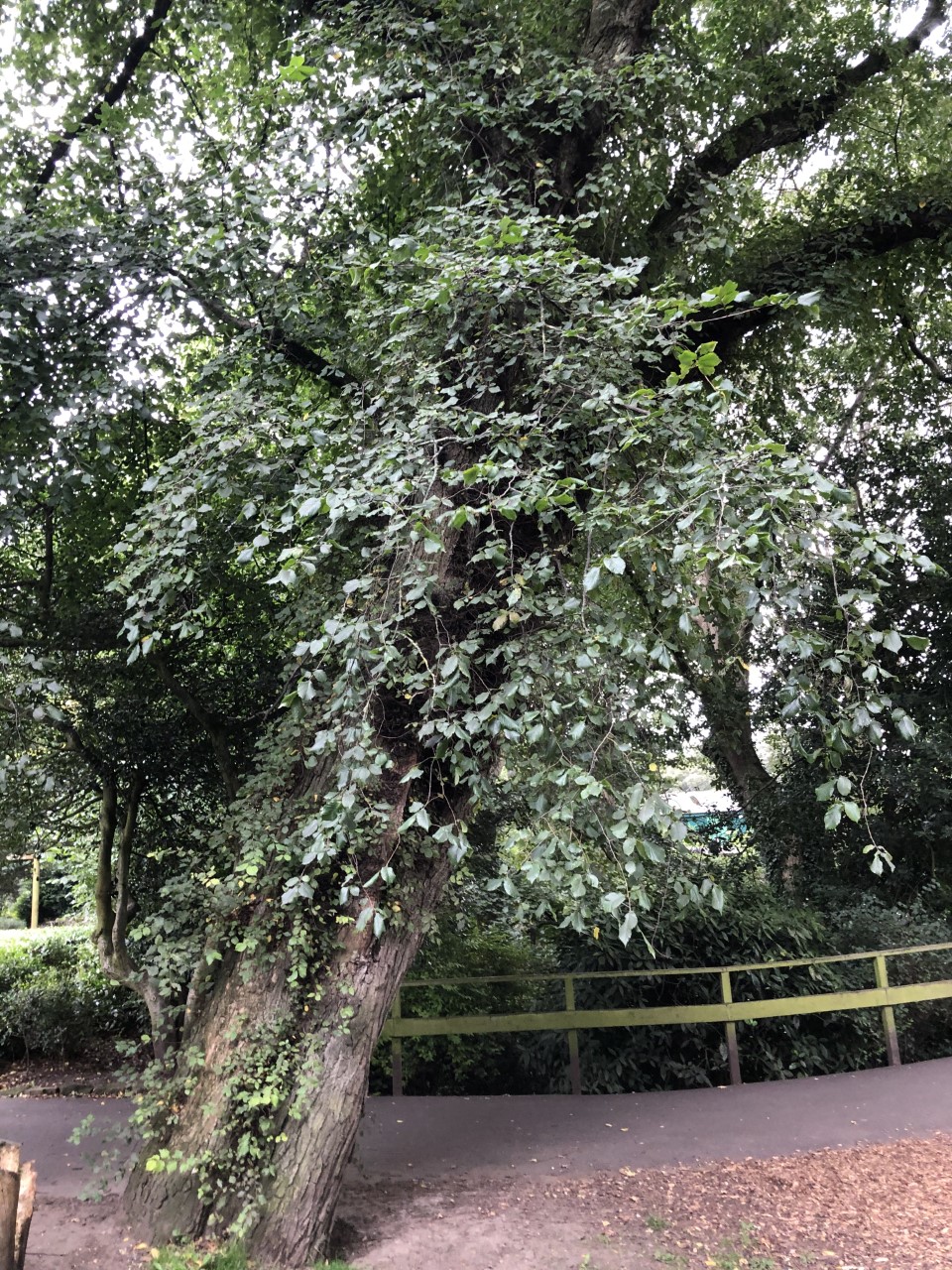 Wych Elm Northumberland Park North Shields