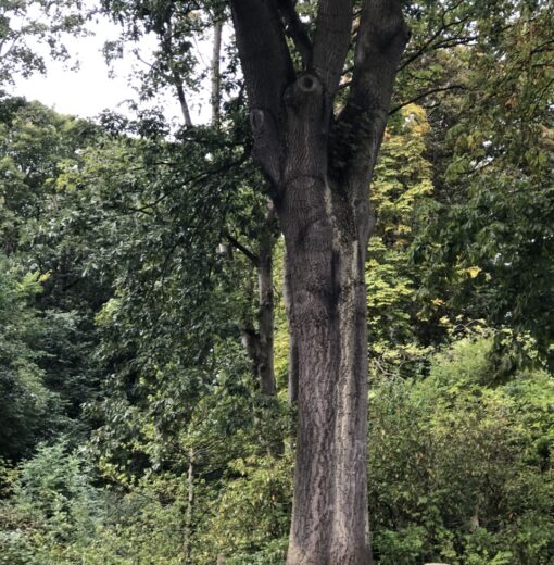 Turkey Oak Northumberland Park North Shields
