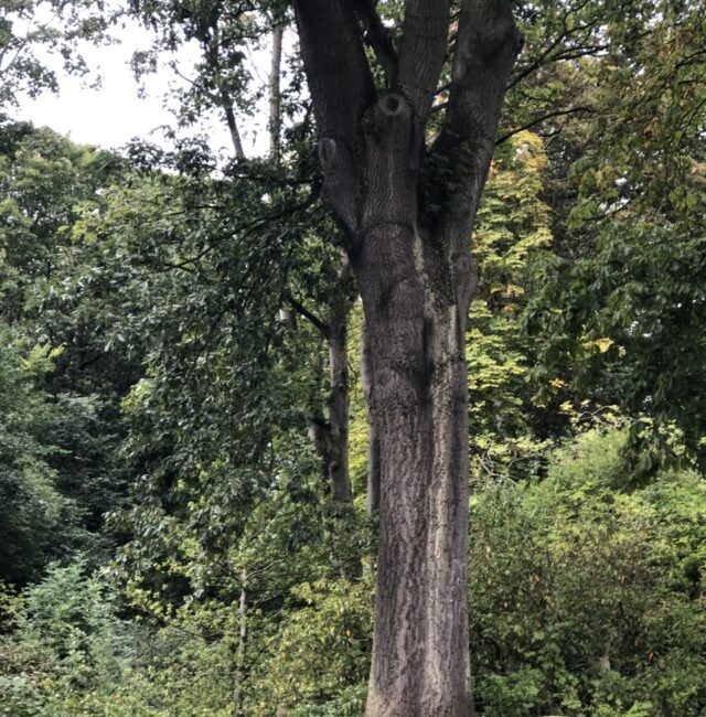 Turkey Oak Northumberland Park North Shields