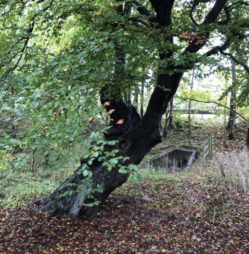 Beech Southfield Lea Cramlington