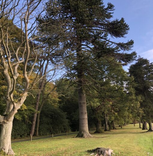 Monkey Puzzle Linden