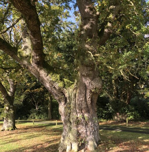Veteran Oak Linden