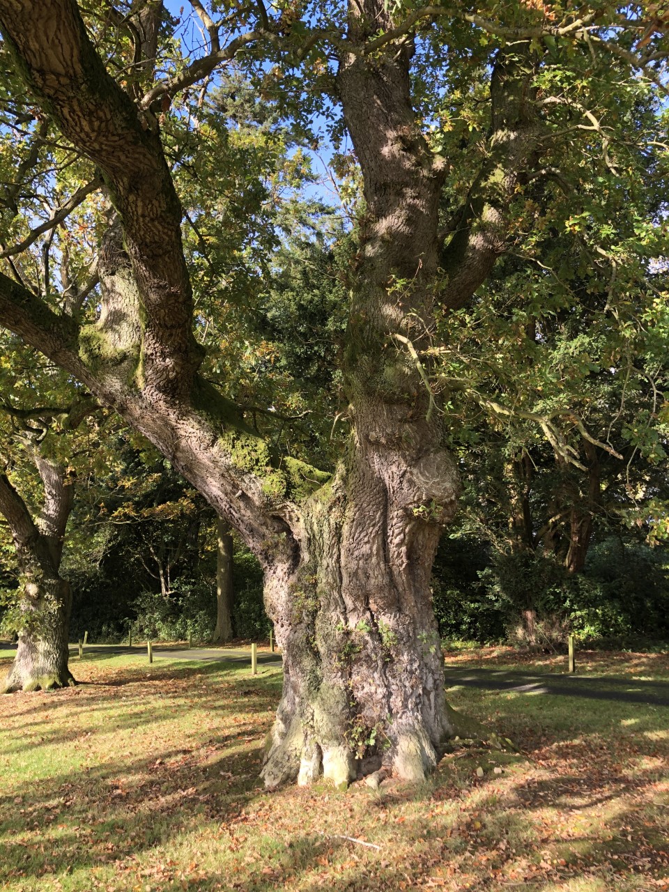 Veteran Oak Linden