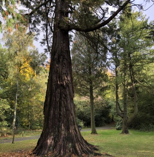 Monkey Puzzle Linden Hall