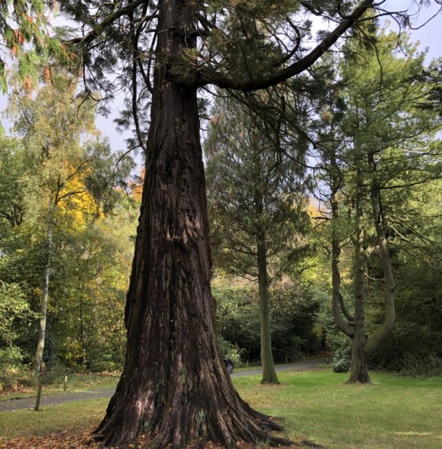 Monkey Puzzle Linden Hall