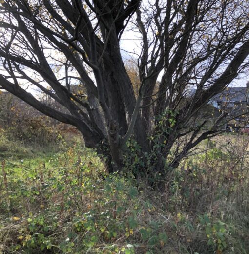 Goat Willow  ( WT Project)