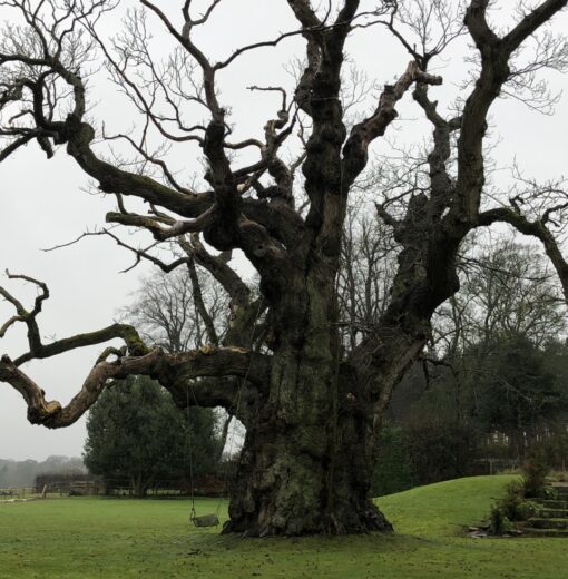 Ancient Sweet Chestnut Bywell Stocksfield