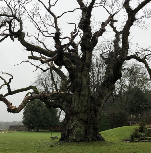 Ancient Sweet Chestnut Bywell Stocksfield