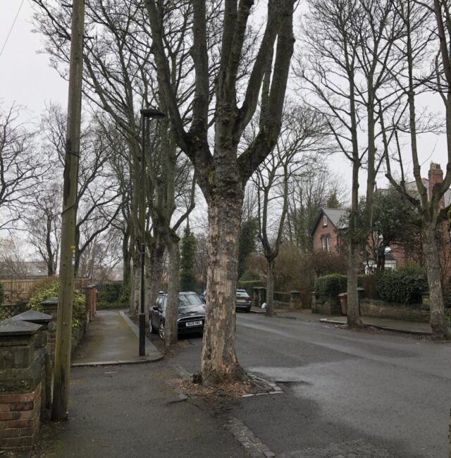 Street sycamore the Grove Benton