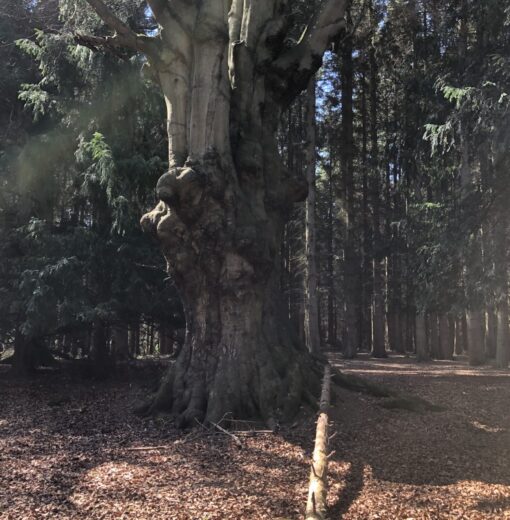 Acomb Beech