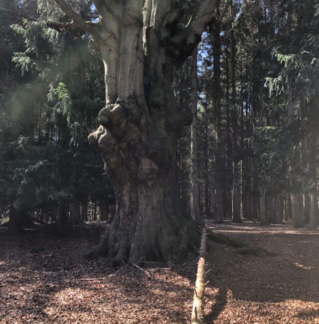 Acomb Beech