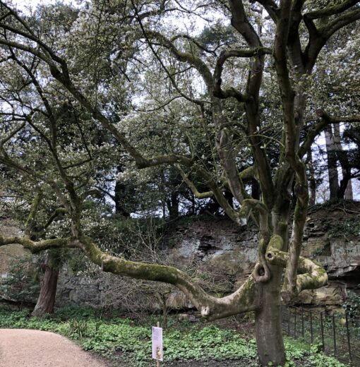 Magnolia Belsay Hall