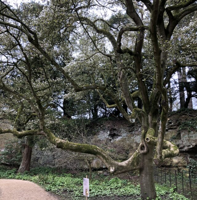 Magnolia Belsay Hall