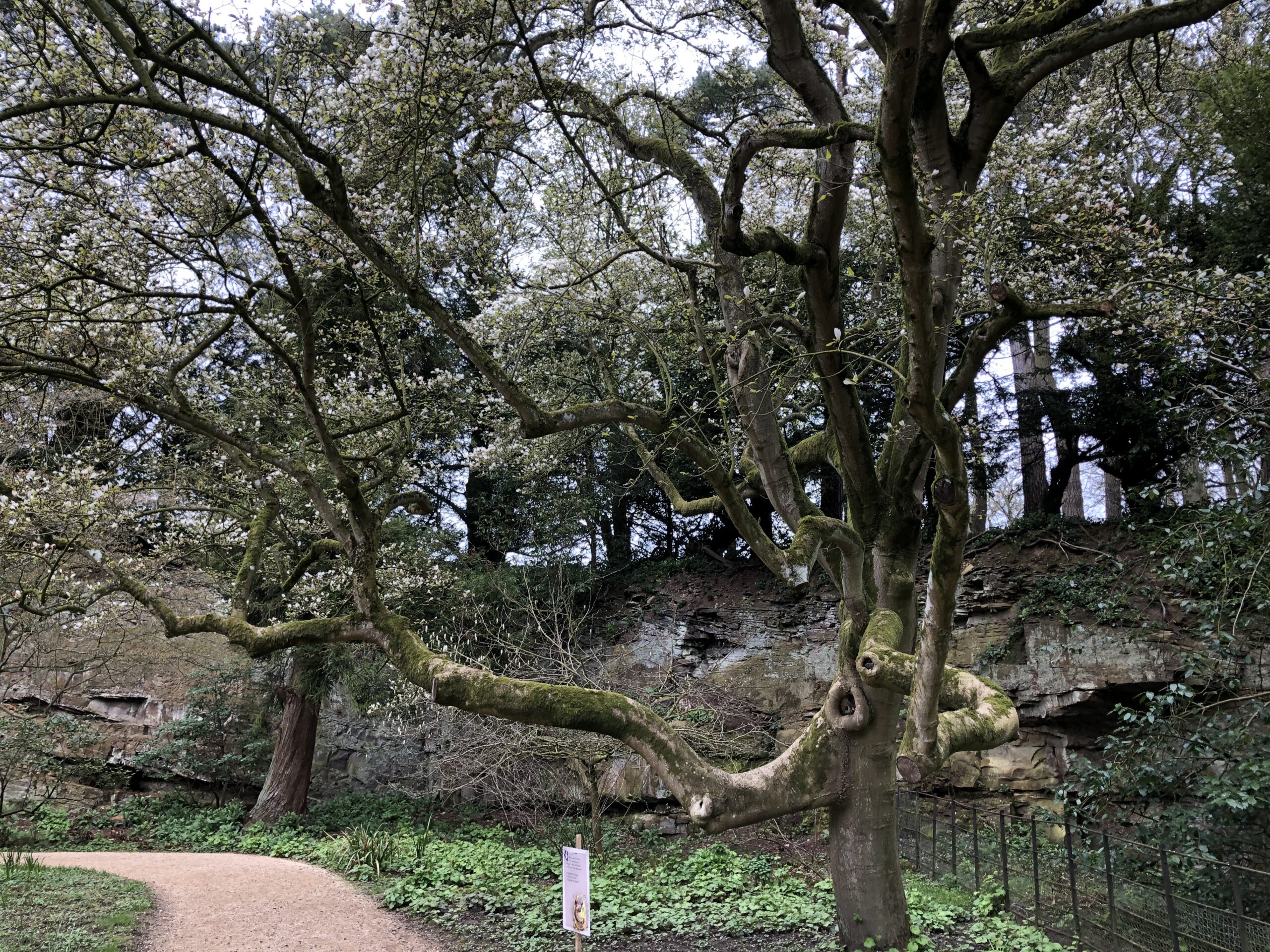 Magnolia Belsay Hall