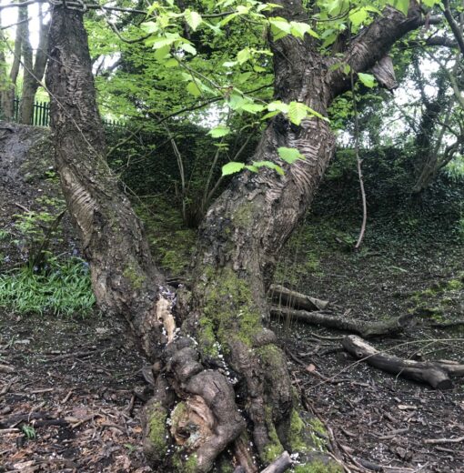 Rising Sun ( Scaffold hill Quarry) Cherry