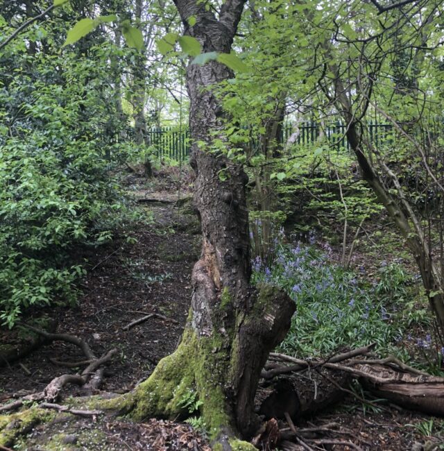 Rising sun Quarry Cherry