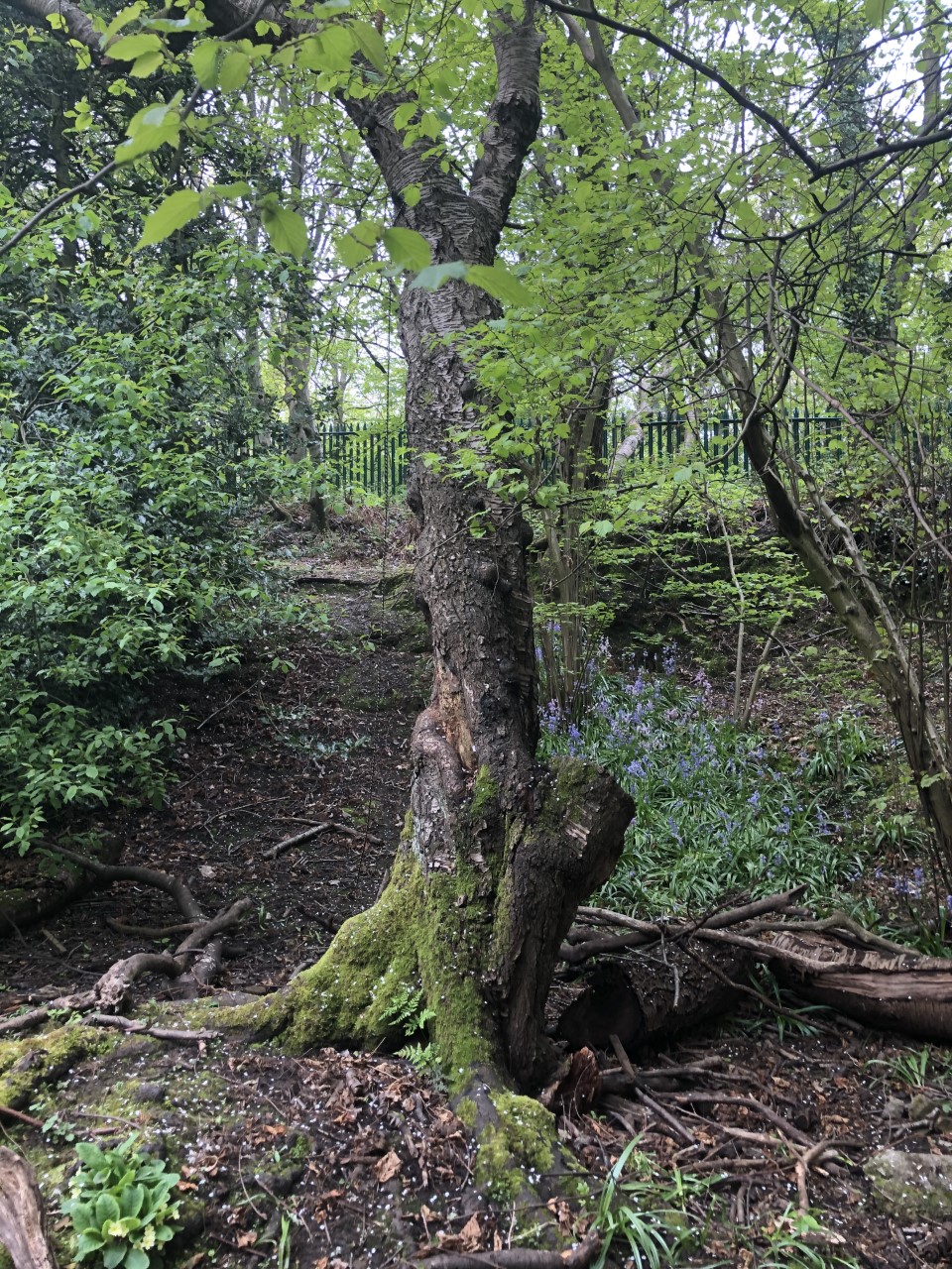 Rising sun Quarry Cherry