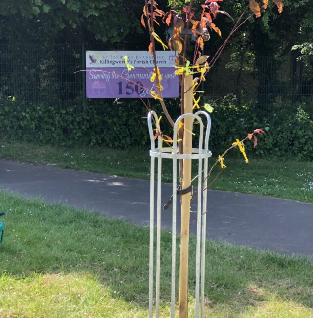 Covid tree Killingworth