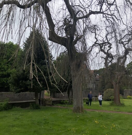 Weeping Ash Armstrong cottages