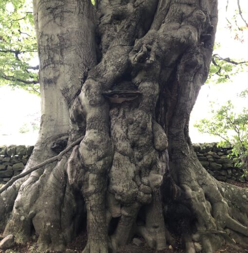 Beech with Ganoderma Target Wood