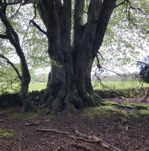 Ancient Beech Target Wood Acomb