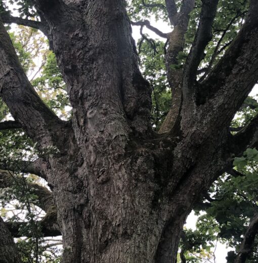 Sycamore Armstrong Park Rothbury
