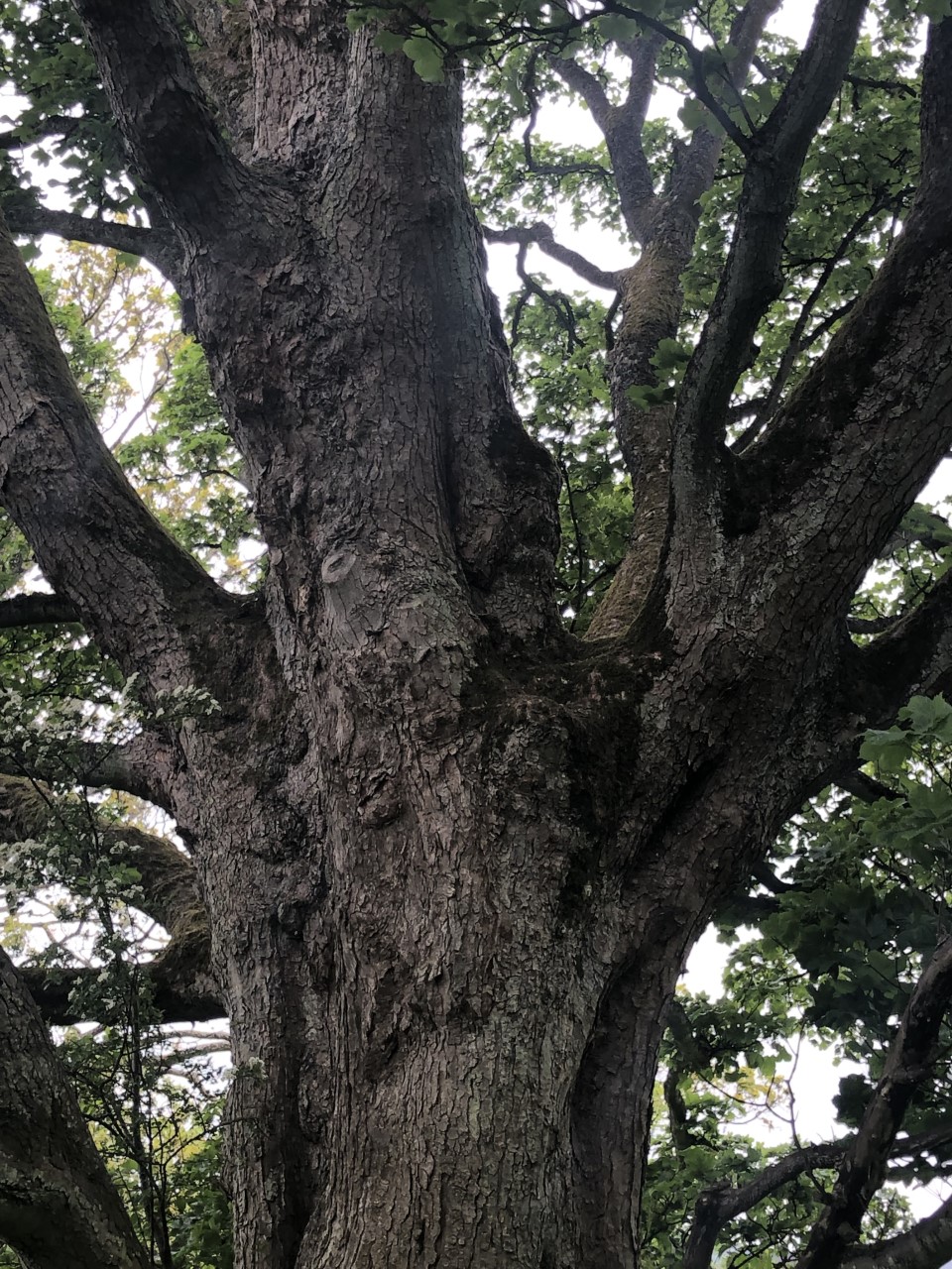 Sycamore Armstrong Park Rothbury