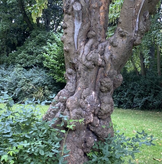 Laburnum Nuns Moor