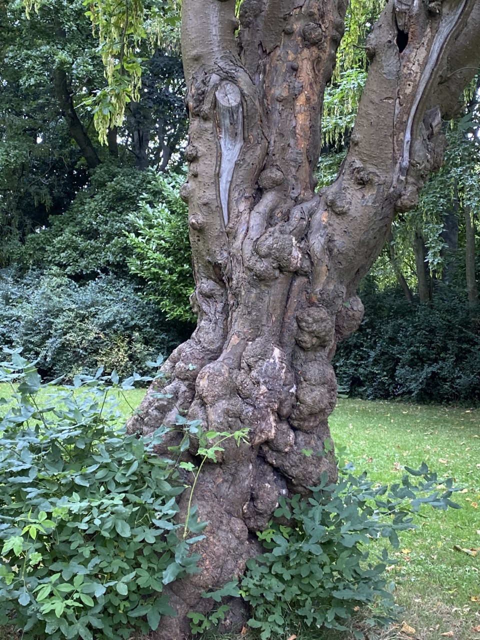 Laburnum Nuns Moor