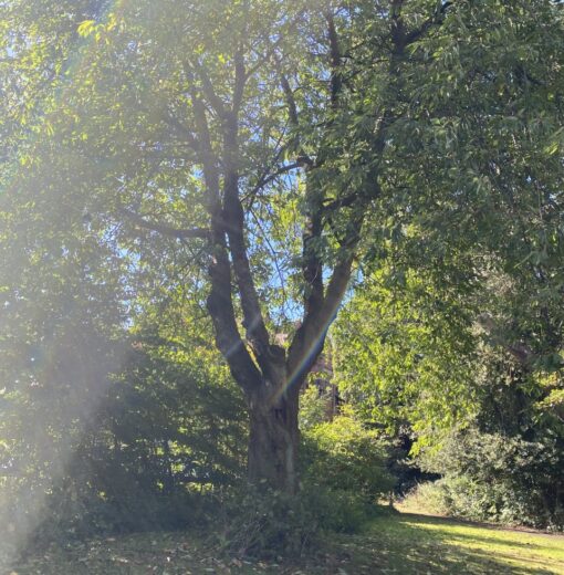 Heaton temple cherry
