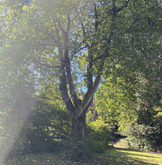 Heaton temple cherry