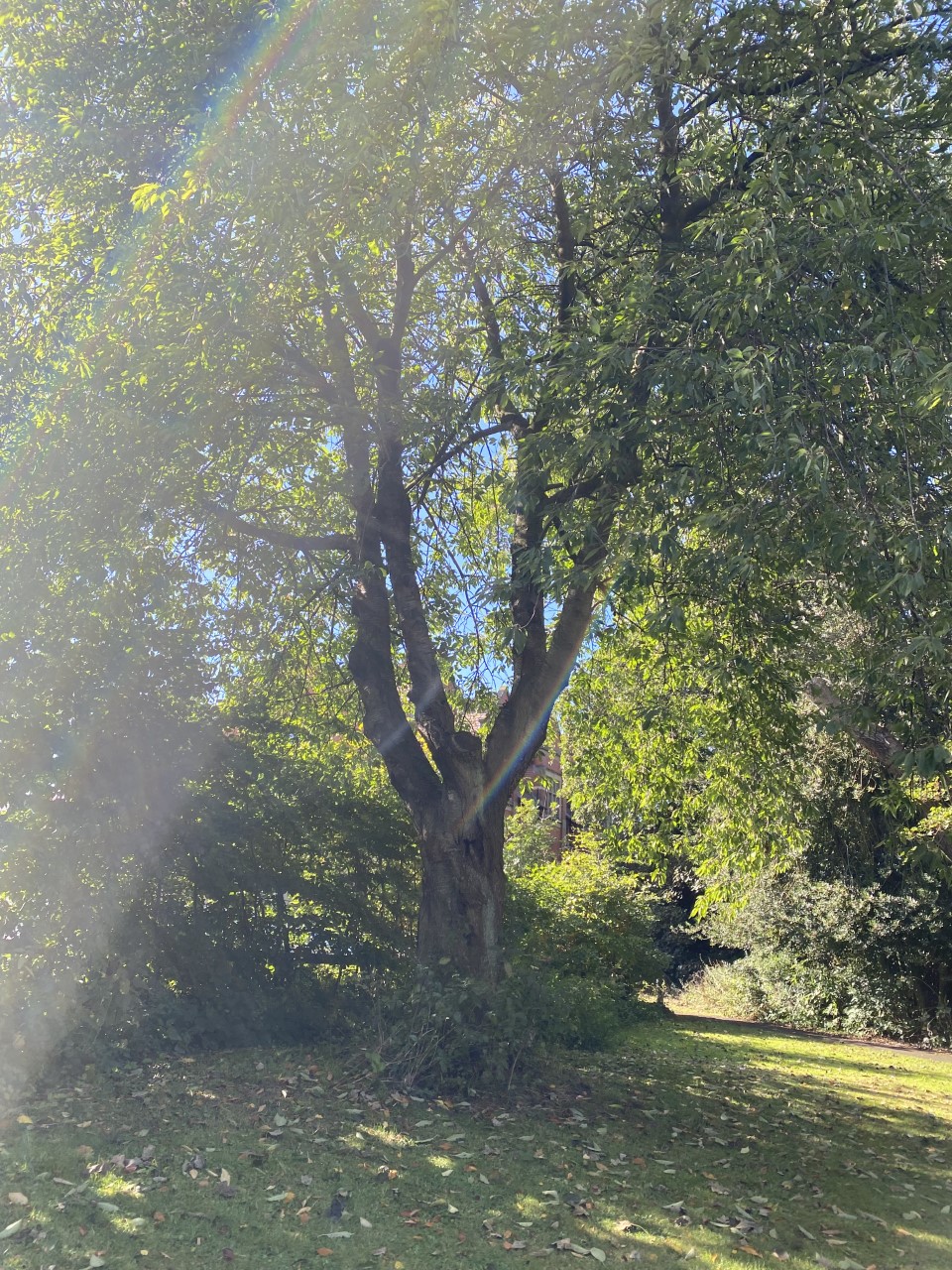 Heaton temple cherry