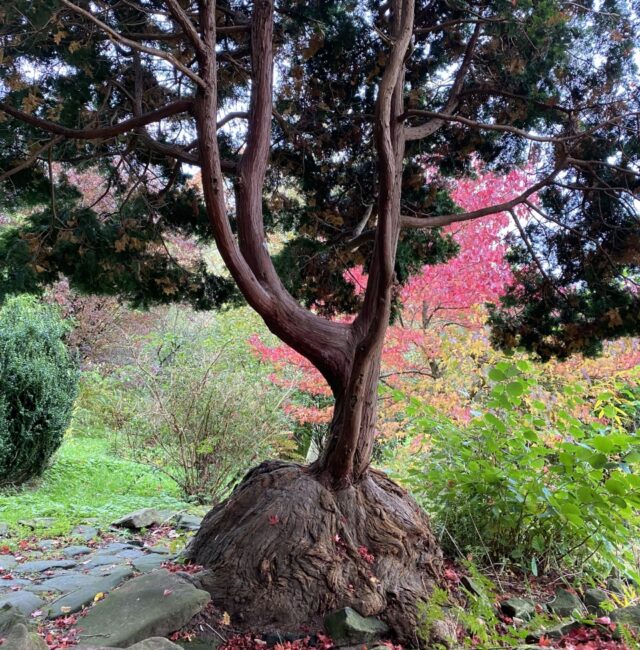 Morpeth Cypress Carlisle Park
